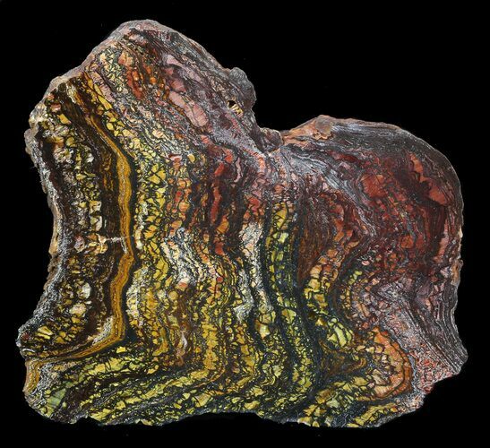 Polished Tiger Iron Stromatolite - ( Billion Years) #42615